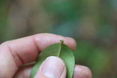 Melodinus acutiflorus