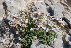 Limonium minutum