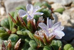 Limonium minutum