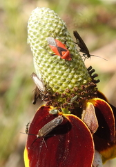 Scythris fuscicomella