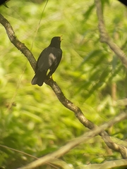 Turdus flavipes flavipes