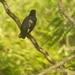 Turdus flavipes flavipes - Photo (c) Matheus M. Santos, some rights reserved (CC BY-NC), uploaded by Matheus M. Santos