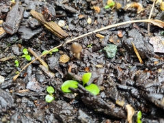 Psilocybe angulospora