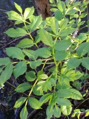 Forestiera acuminata