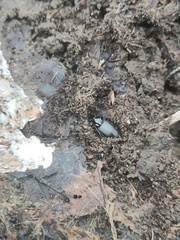 Limodromus assimilis