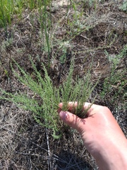 Artemisia pauciflora