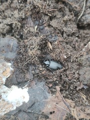 Limodromus assimilis