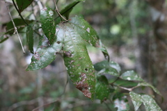 Pseudoweinmannia lachnocarpa