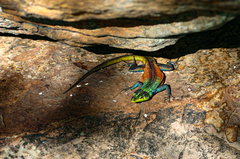 Platysaurus intermedius rhodesianus