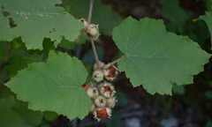 Rubus alceifolius