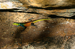Platysaurus intermedius rhodesianus