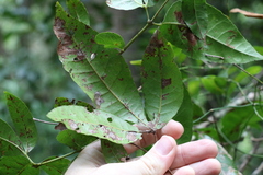 Pseudoweinmannia lachnocarpa