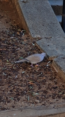 Streptopelia decaocto