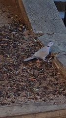 Streptopelia decaocto