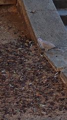 Streptopelia decaocto