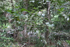 Pseudoweinmannia lachnocarpa