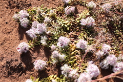 Ptilotus declinatus