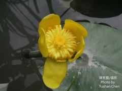 Nuphar japonica