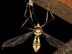 Leptotarsus imperatorius