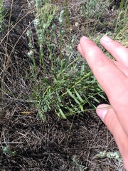 Galatella linosyris