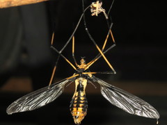 Leptotarsus imperatorius