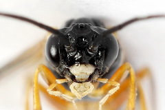 Strongylogaster macula