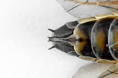 Strongylogaster macula