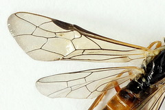 Strongylogaster macula