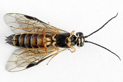 Strongylogaster macula