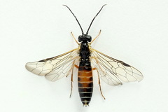 Strongylogaster macula