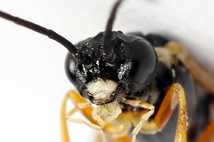 Strongylogaster macula