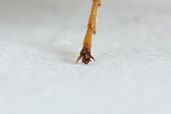 Strongylogaster macula