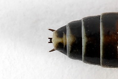 Strongylogaster macula