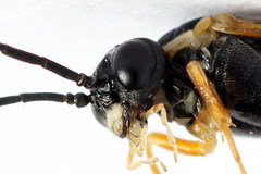 Strongylogaster macula