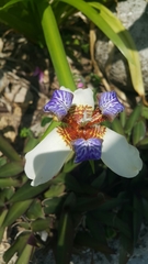 Trimezia gracilis