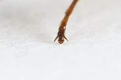 Strongylogaster macula