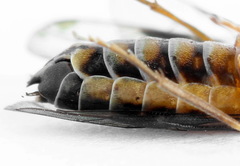 Strongylogaster macula