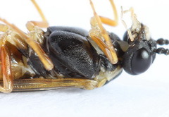 Strongylogaster macula