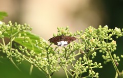 Tagiades ultra