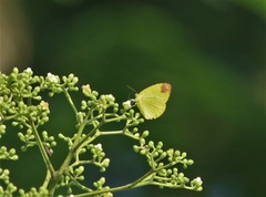 Eurema simulatrix tecmessa