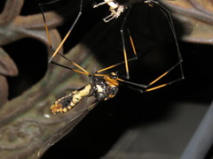 Leptotarsus imperatorius