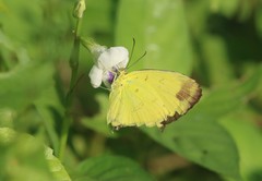 Eurema simulatrix tecmessa