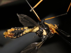 Leptotarsus imperatorius