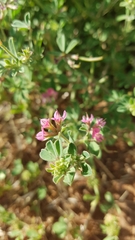 Lotus cruentus