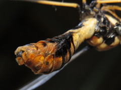 Leptotarsus imperatorius