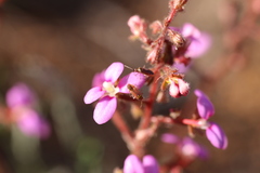 Stylidium leptophyllum