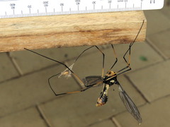 Leptotarsus imperatorius