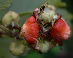 Rubus alceifolius