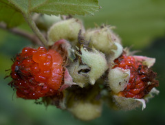 Rubus alceifolius