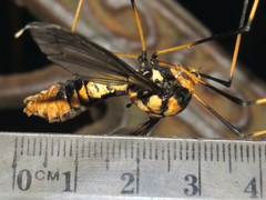 Leptotarsus imperatorius